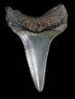 Bargain Fossil Mako Shark Tooth #40028-1
